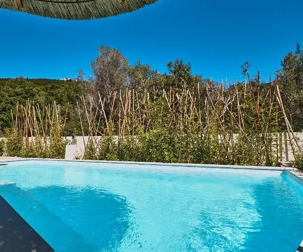 Meacres Sun Willa Miholascica